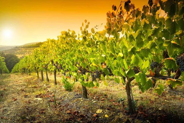 Private transfer from Florence to Rome - Tuscany