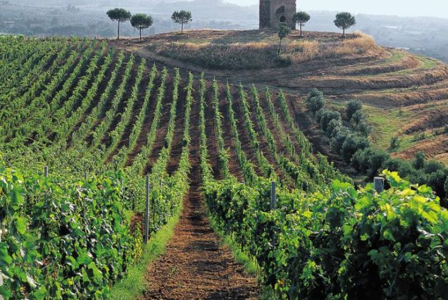 Private transfer Rome to Florence with a stop to visit Tuscany countryside